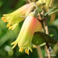 Correa Marian's Marvel -Australian Plants Online Sales apo marians marvel correa flower close