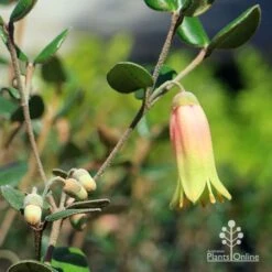 Correa Marian's Marvel -Australian Plants Online Sales apo marians marvel flower and buds