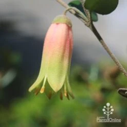 Correa Marian's Marvel -Australian Plants Online Sales apo marians marvel flower closeup
