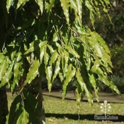 Mast Tree - Polyalthia 13 Mast Tree - Polyalthia -Australian Plants Online Sales apo mast tree foliage noosa