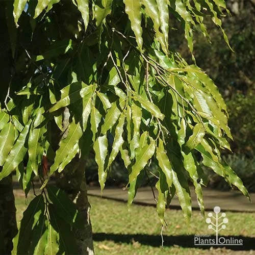 Mast Tree - Polyalthia 6 Mast Tree - Polyalthia - Image 4