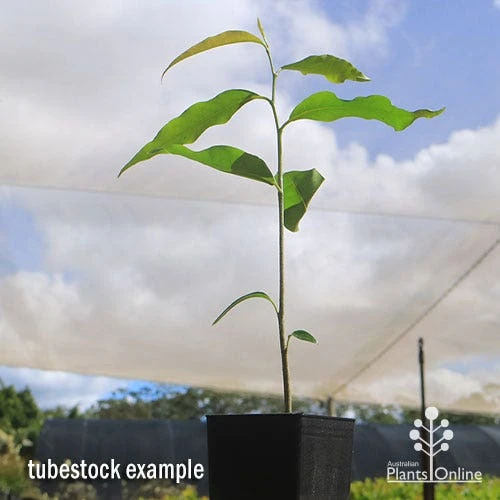 Mast Tree - Polyalthia 4 Mast Tree - Polyalthia - Image 2