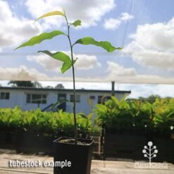 Mast Tree - Polyalthia 17 Mast Tree - Polyalthia -Australian Plants Online Sales apo mast tree tubestock