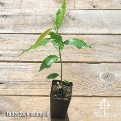 Mast Tree - Polyalthia 14 Mast Tree - Polyalthia -Australian Plants Online Sales apo mast tree tubestock top