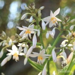 Matapouri Bay - Arthropodium 16 Matapouri Bay - Arthropodium -Australian Plants Online Sales apo matapouri bay flowers close