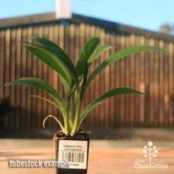 Matapouri Bay - Arthropodium 15 Matapouri Bay - Arthropodium -Australian Plants Online Sales apo matapouri bay rock lily tubestock