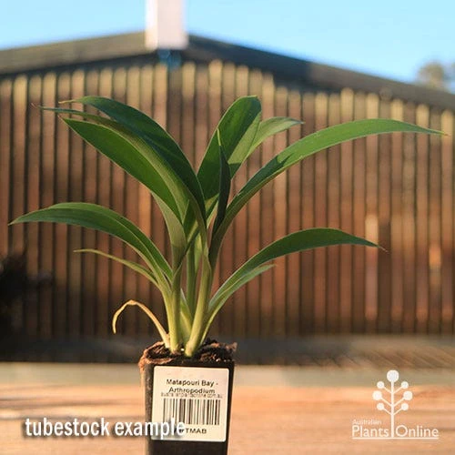 Matapouri Bay - Arthropodium 6 Matapouri Bay - Arthropodium - Image 4