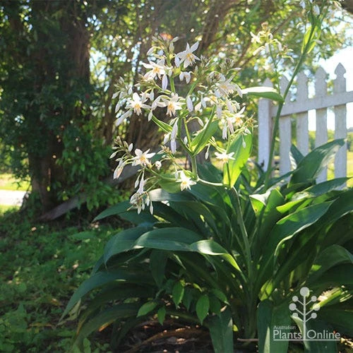 Matapouri Bay - Arthropodium 3 Matapouri Bay - Arthropodium