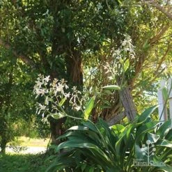 Matapouri Bay - Arthropodium 20 Matapouri Bay - Arthropodium -Australian Plants Online Sales apo matapouri bay woodland