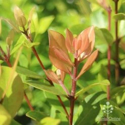 Metrosideros Little Ewan - Dwarf NZ Christmas Bush 26 Metrosideros Little Ewan - Dwarf NZ Christmas Bush -Australian Plants Online Sales apo metrosideros little ewan new leaf