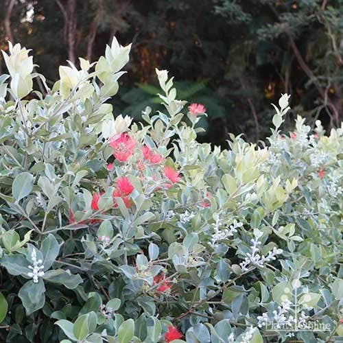 Metrosideros Velvet Sky - NZ Christmas Bush 3 Metrosideros Velvet Sky - NZ Christmas Bush