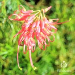 Grevillea Mini Marvel -Australian Plants Online Sales apo mini marvel flower top