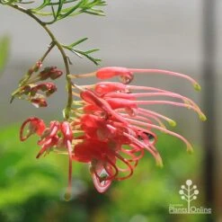 Grevillea Mini Marvel -Australian Plants Online Sales apo mini marvel grevillea flower closeup