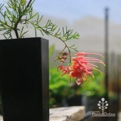 Grevillea Mini Marvel -Australian Plants Online Sales apo mini marvel grevillea tubestock closeup