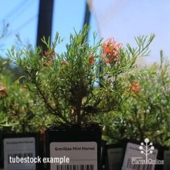 Grevillea Mini Marvel -Australian Plants Online Sales apo mini marvel tubestock in flower