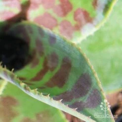 Mangave Mission To Mars - Succulent -Australian Plants Online Sales apo mission to mars closeup