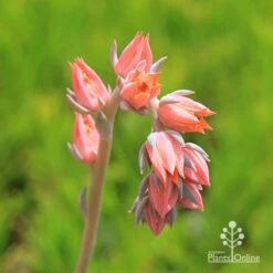 Echeveria Morning Beauty - Succulent -Australian Plants Online Sales apo morning beauty flowerstem
