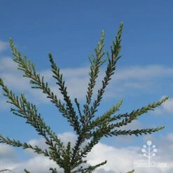 Leptospermum Liversidgei Mozzie Blocker -Australian Plants Online Sales apo mozzie blocker blue sky