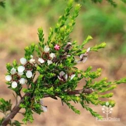 Leptospermum Liversidgei Mozzie Blocker -Australian Plants Online Sales apo mozzie blocker flowering stem