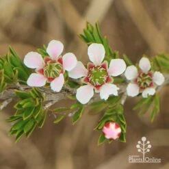Leptospermum Liversidgei Mozzie Blocker -Australian Plants Online Sales apo mozzie blocker flowers closeup