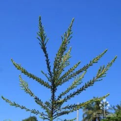 Leptospermum Liversidgei Mozzie Blocker -Australian Plants Online Sales apo mozzie blocker habit