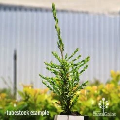 Leptospermum Liversidgei Mozzie Blocker -Australian Plants Online Sales apo mozzie blocker tubestock