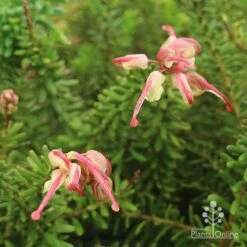 Grevillea Lanigera Mt Tamboritha -Australian Plants Online Sales apo mt tamboritha grevillea flowers