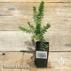 Grevillea Lanigera Mt Tamboritha -Australian Plants Online Sales apo mt tamboritha grevillea tubestock large