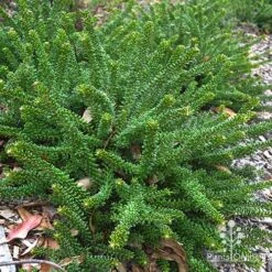 Grevillea Lanigera Mt Tamboritha -Australian Plants Online Sales apo mt tamboritha not in flower