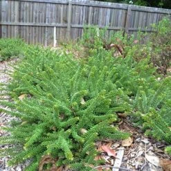 Grevillea Lanigera Mt Tamboritha -Australian Plants Online Sales apo mt tamboritha plants