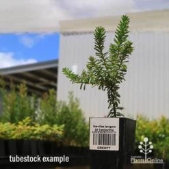Grevillea Lanigera Mt Tamboritha -Australian Plants Online Sales apo mt tamboritha tubestock large