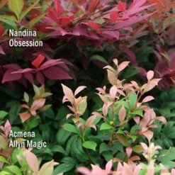 Acmena Allyn Magic -Australian Plants Online Sales apo nandina obsession acmena allyn magic