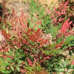 Nandina Obsession -Australian Plants Online Sales apo nandina obsession leaf flower