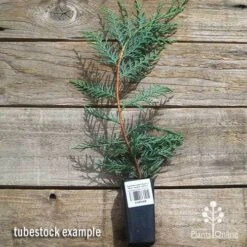 Cupressocyparis Naylors Blue - Leyland Cypress -Australian Plants Online Sales apo naylors blue cypress tubestock