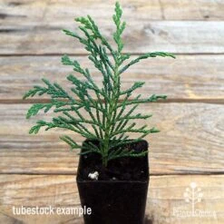 Cupressocyparis Naylors Blue - Leyland Cypress -Australian Plants Online Sales apo naylors blue tubestock
