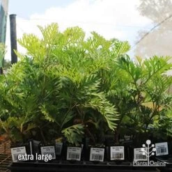 Grevillea Ned Kelly -Australian Plants Online Sales apo ned kelly dec large