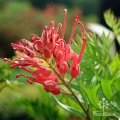Grevillea Ned Kelly -Australian Plants Online Sales apo ned kelly flower leaf