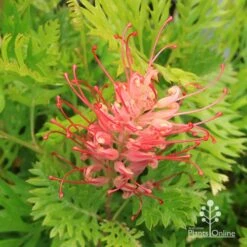 Grevillea Ned Kelly -Australian Plants Online Sales apo ned kelly grevillea flower open