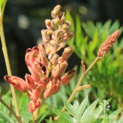 Grevillea Ned Kelly -Australian Plants Online Sales apo ned kelly grevillea flowerbud