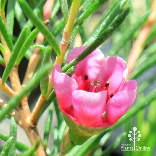 Chamelaucium Nina's Delight - Waxflower 10 Chamelaucium Nina's Delight - Waxflower - Image 8