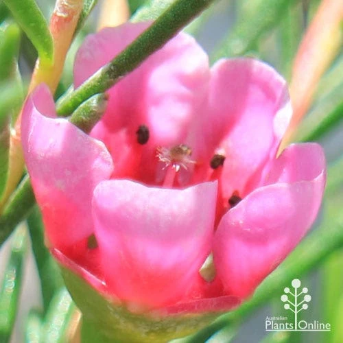 Chamelaucium Nina's Delight - Waxflower 7 Chamelaucium Nina's Delight - Waxflower - Image 5