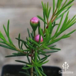 Chamelaucium Nina's Delight - Waxflower 14 Chamelaucium Nina's Delight - Waxflower -Australian Plants Online Sales apo ninas delight wax buds