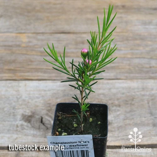 Chamelaucium Nina's Delight - Waxflower 11 Chamelaucium Nina's Delight - Waxflower - Image 9