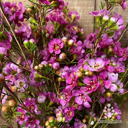Chamelaucium Nina's Delight - Waxflower 3 Chamelaucium Nina's Delight - Waxflower