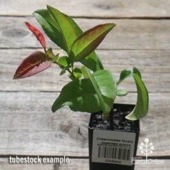 Chaenomeles Nivalis - Japanese Quince -Australian Plants Online Sales apo nivalis quince tubestock 1