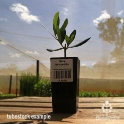 Olive Manzanillo -Australian Plants Online Sales apo olive manzanillo tubestock