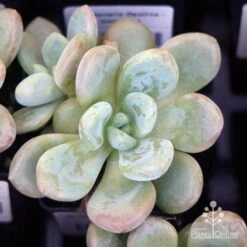 Graptoveria Opalina - Succulent -Australian Plants Online Sales apo opalina