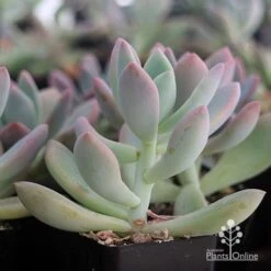 Graptoveria Opalina - Succulent -Australian Plants Online Sales apo opalina colour shade