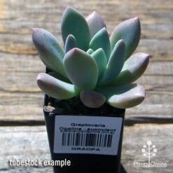 Graptoveria Opalina - Succulent -Australian Plants Online Sales apo opalina tubestock 1