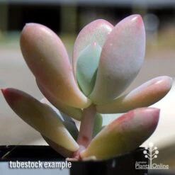 Graptoveria Opalina - Succulent -Australian Plants Online Sales apo opalina tubestock 2